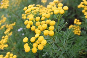 Chrysanthemum vulgare (1200 x 801)